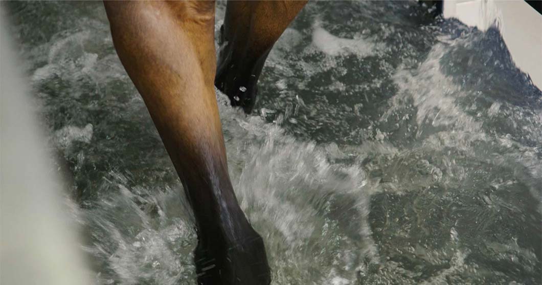 Treatment for knee arthritis in horses