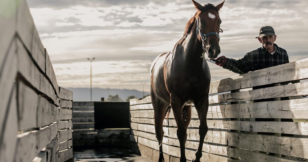 Racehorse coming out of pool