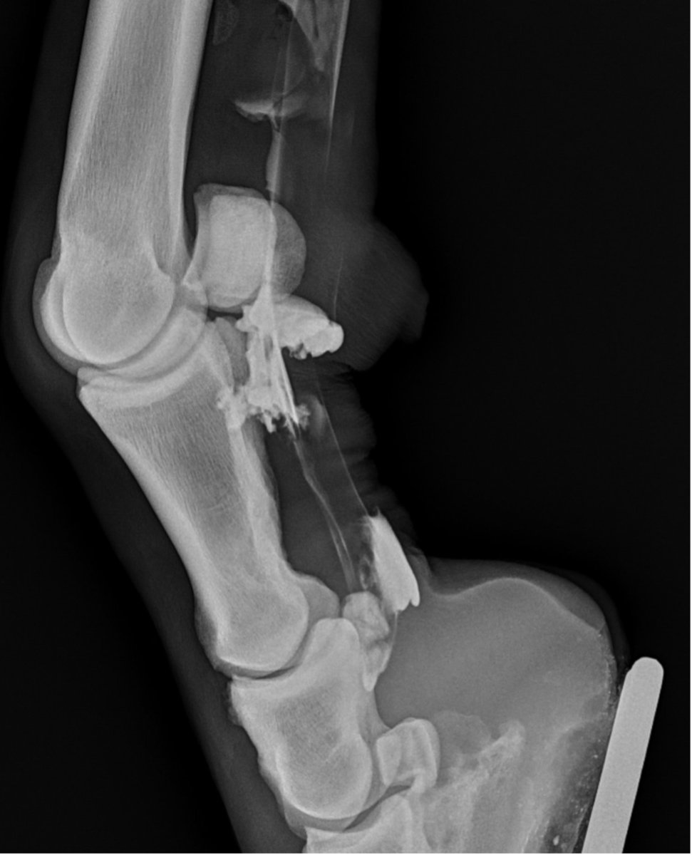 x-ray image horse pastern