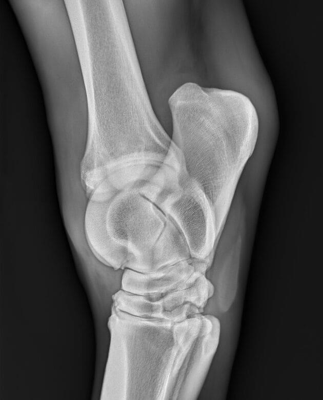Radiograph of hock that was treated with Arthramid