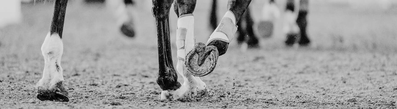 Tendon sheath study