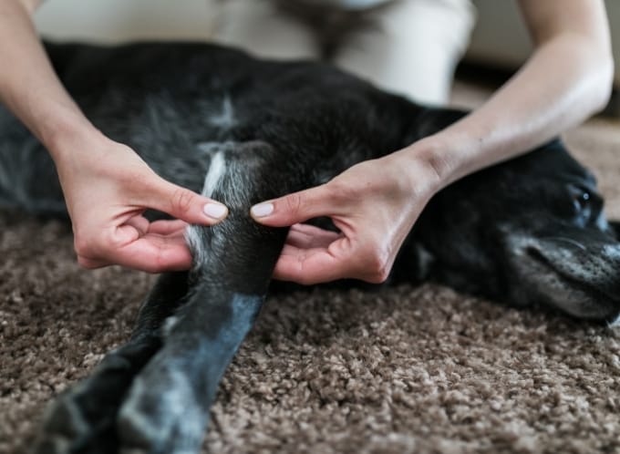 Canine research tile Arthramid