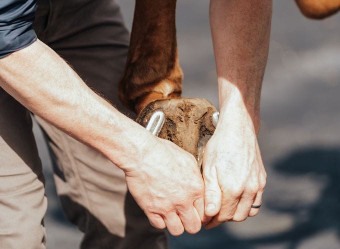 Vet flexing horses foot