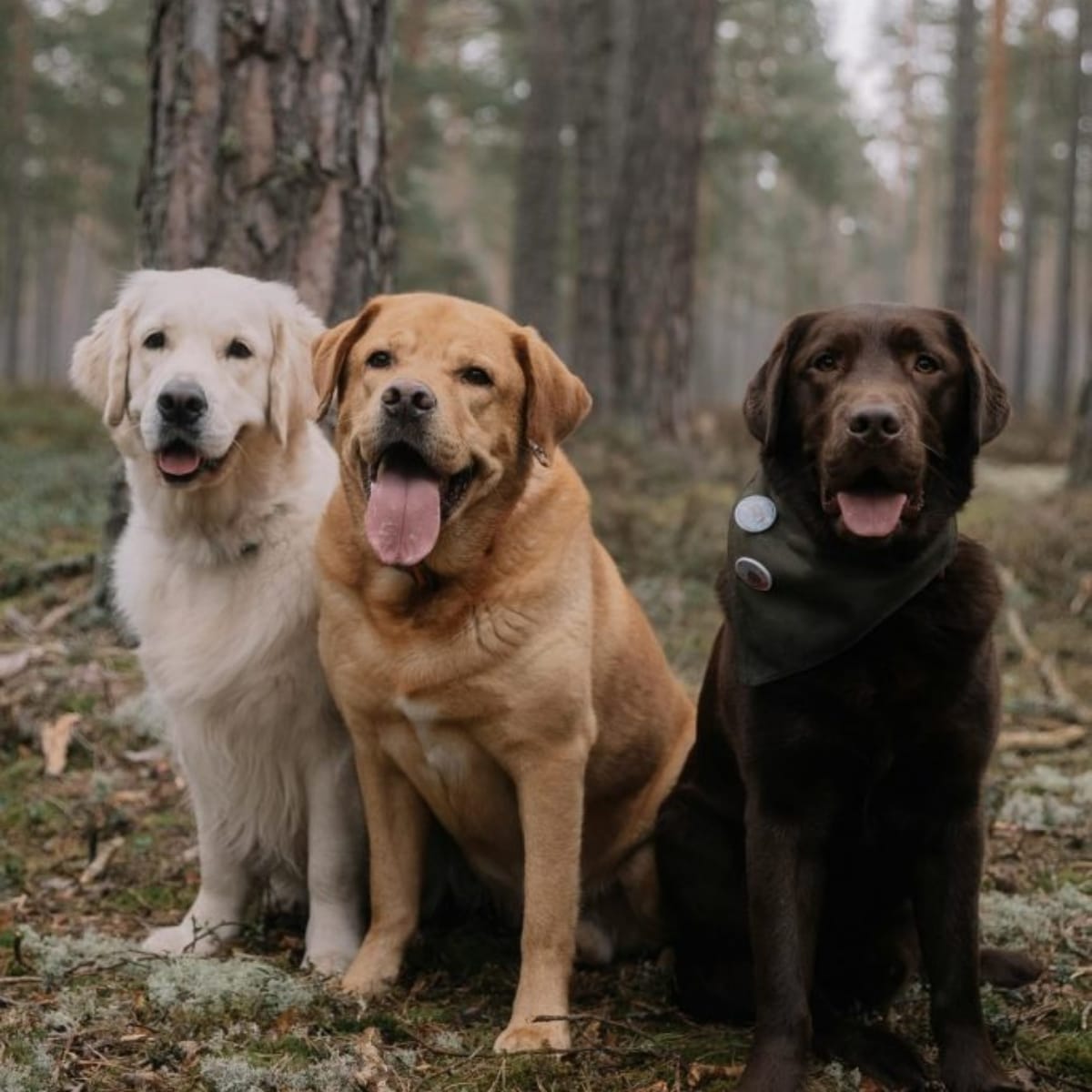 Canine trial eligibility