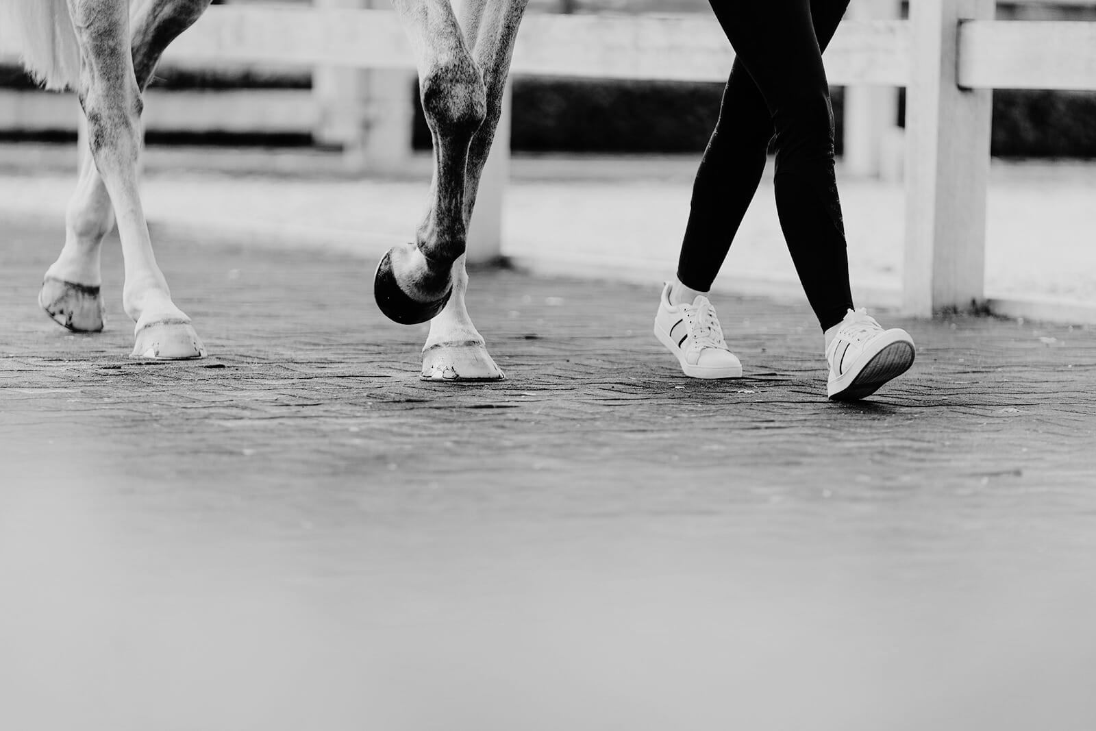 Trot up