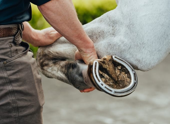 Vet flexing horse