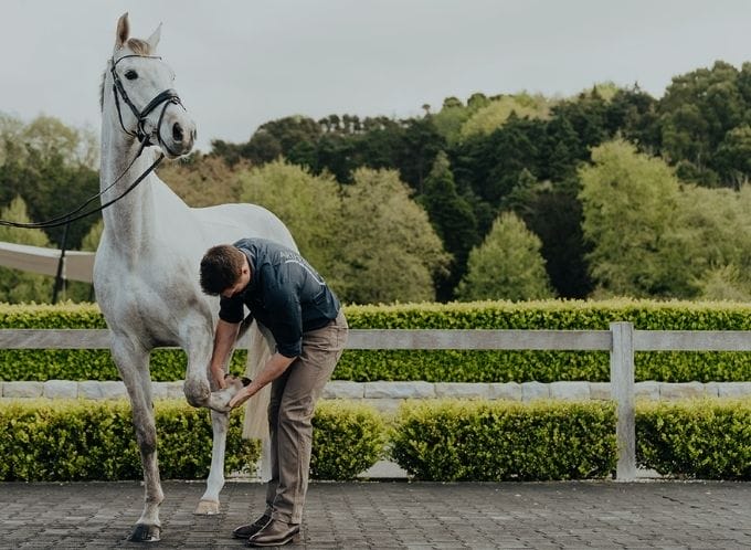 vet flexing horse