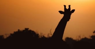 Giraffe in sunset