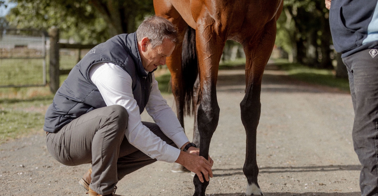 Vet checking horse