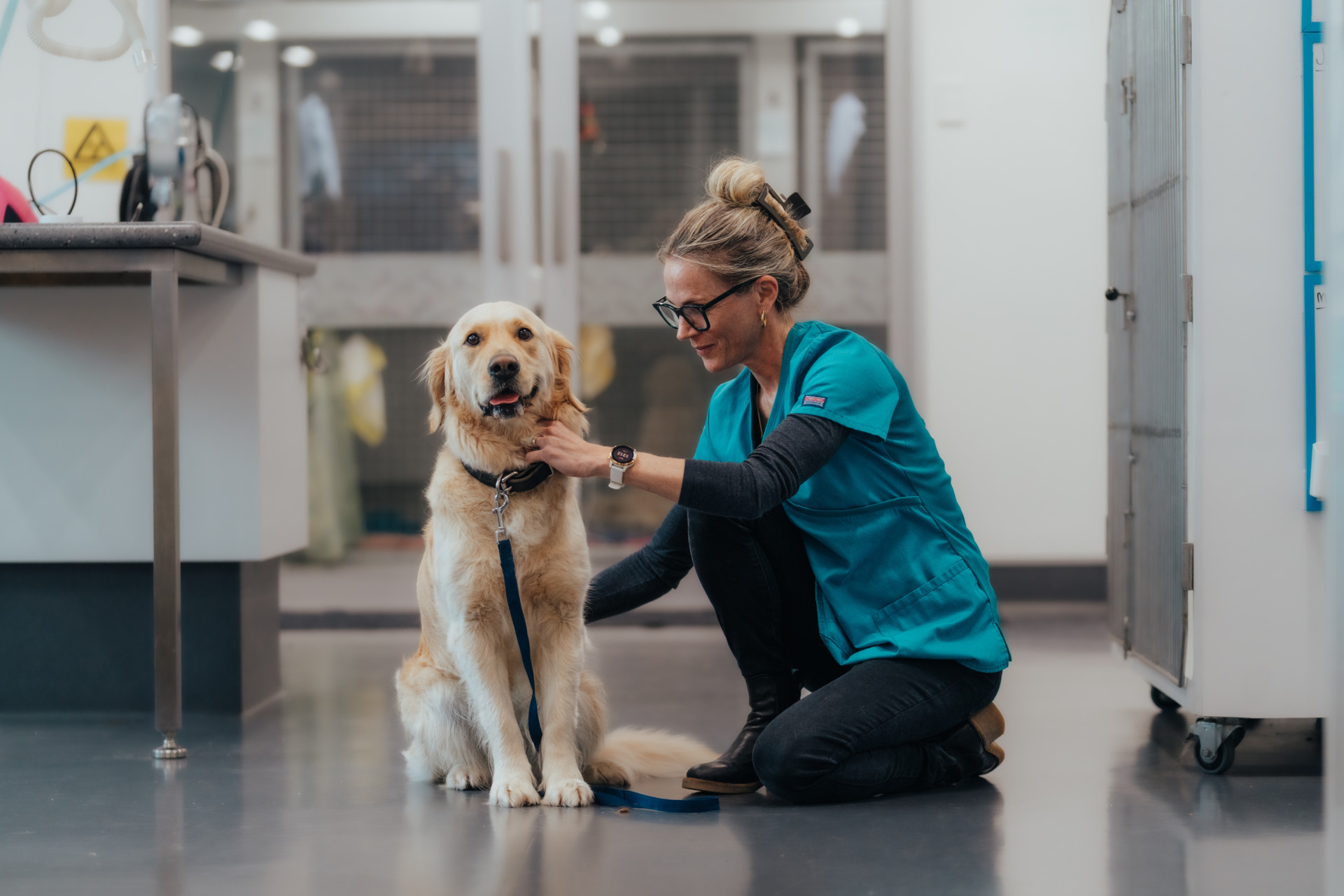 Female vet examining golden lab