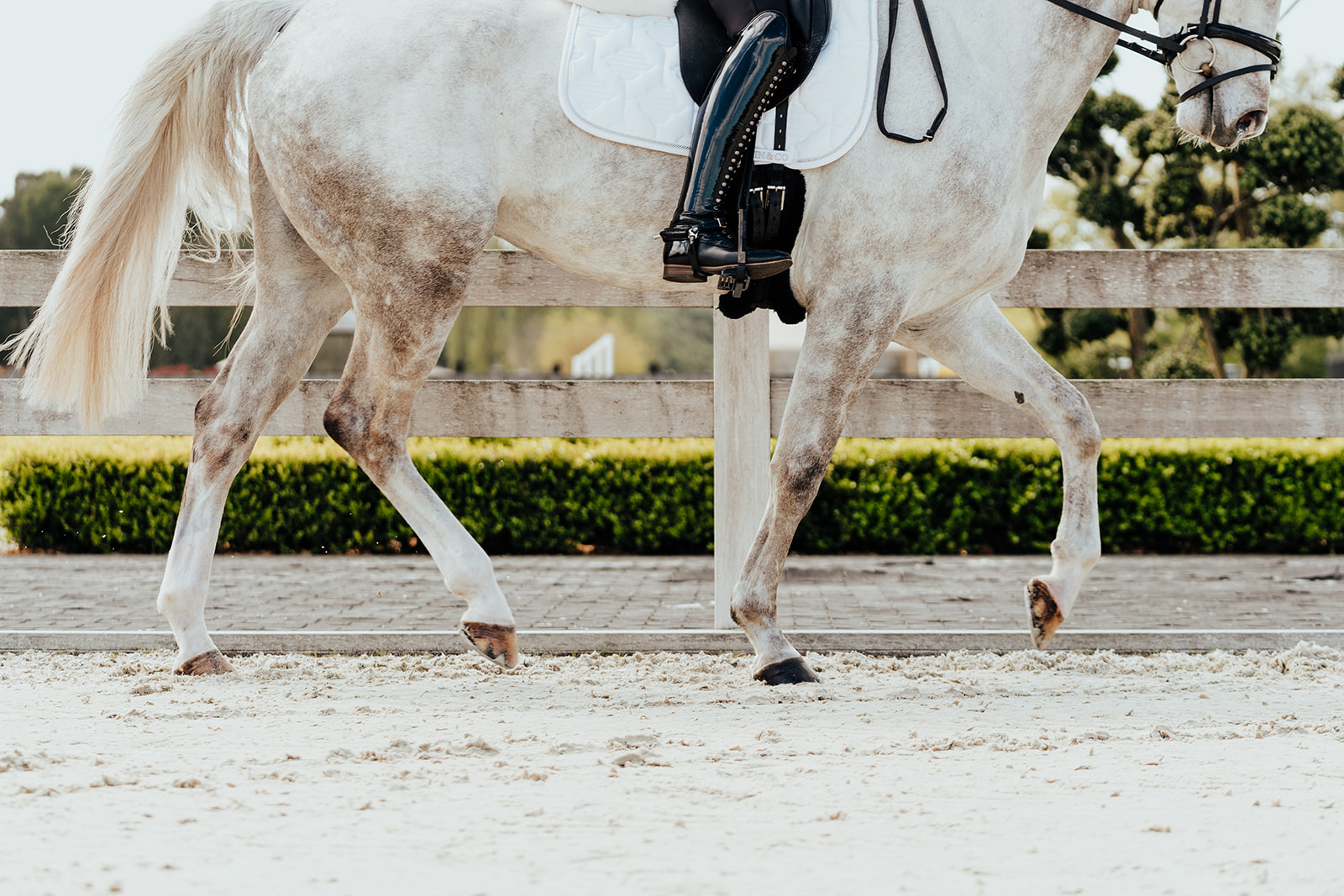 Arthramid for Horses