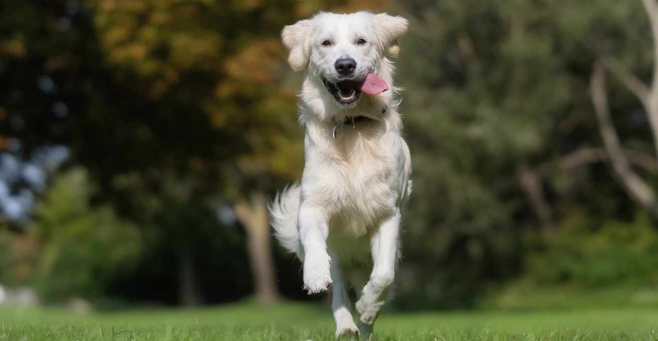 Arthramid Canine FAQs