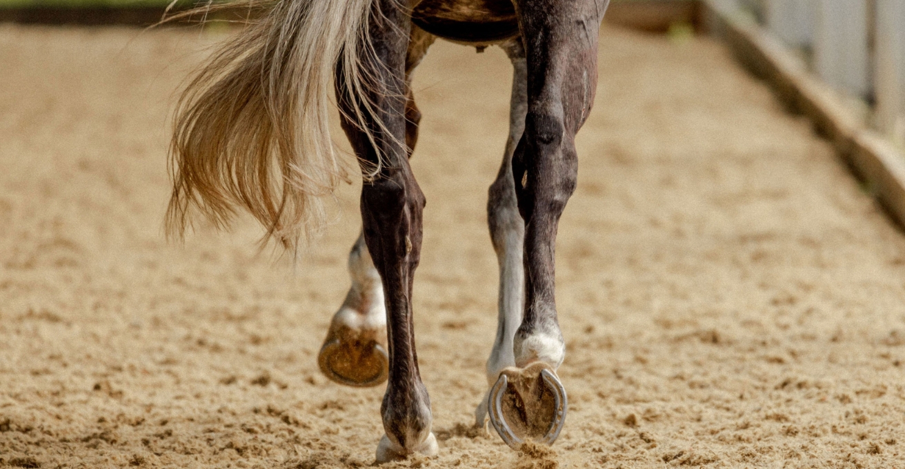 OA in equine hock joints