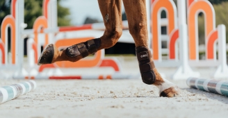 Horse trotting over poles