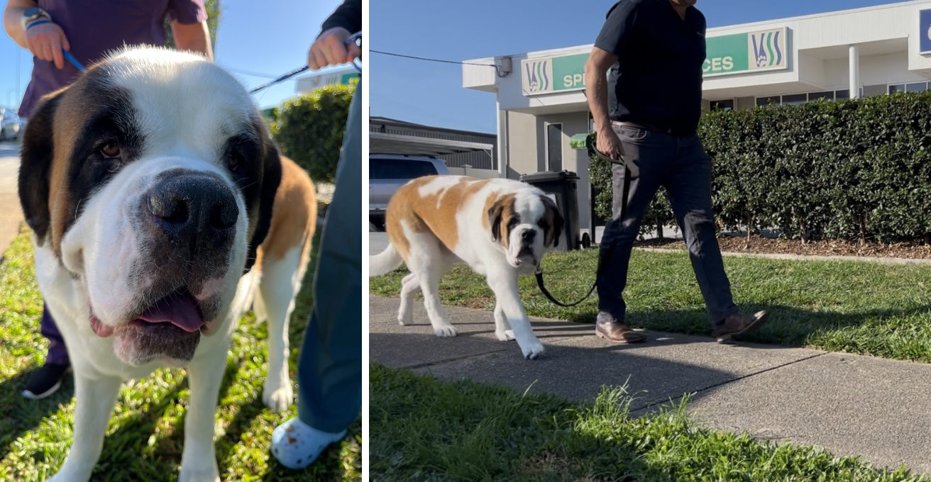 Mack Arthramid Case Study
