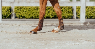 Joint damage in performance horses