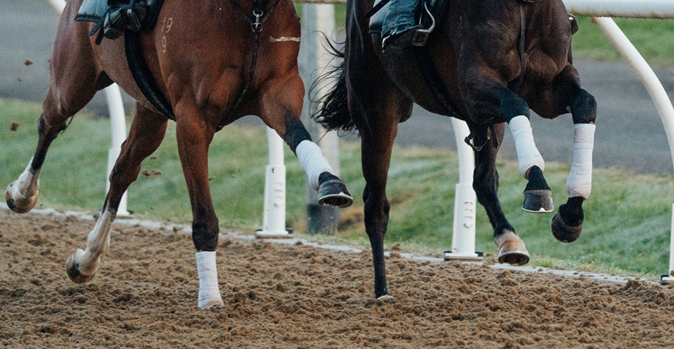 joint issues in racehorses