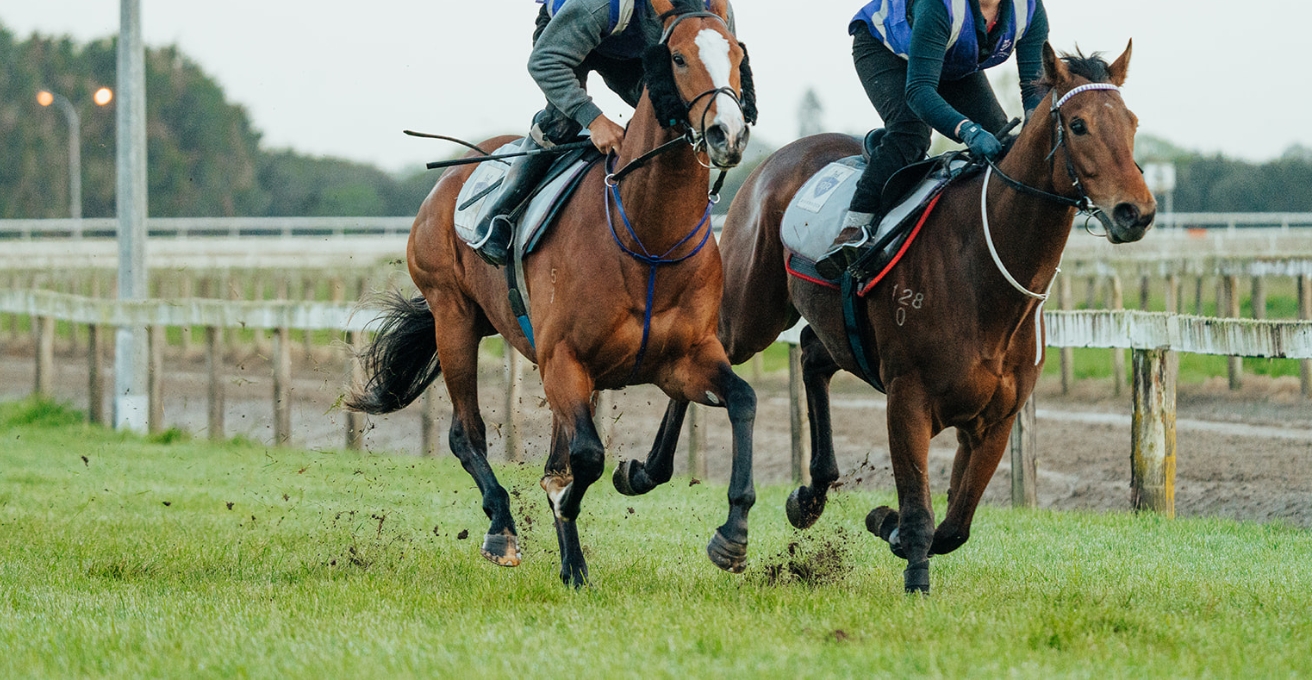 Preseason joint check for racehorse trainers 