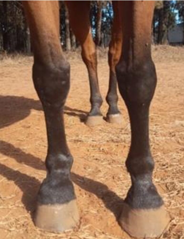 The Pastern Joint Spotlight