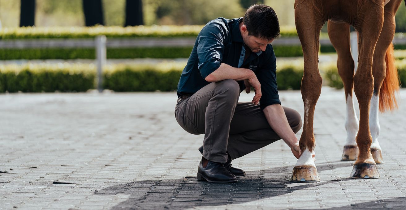 Managing-Arthritis-in-horses