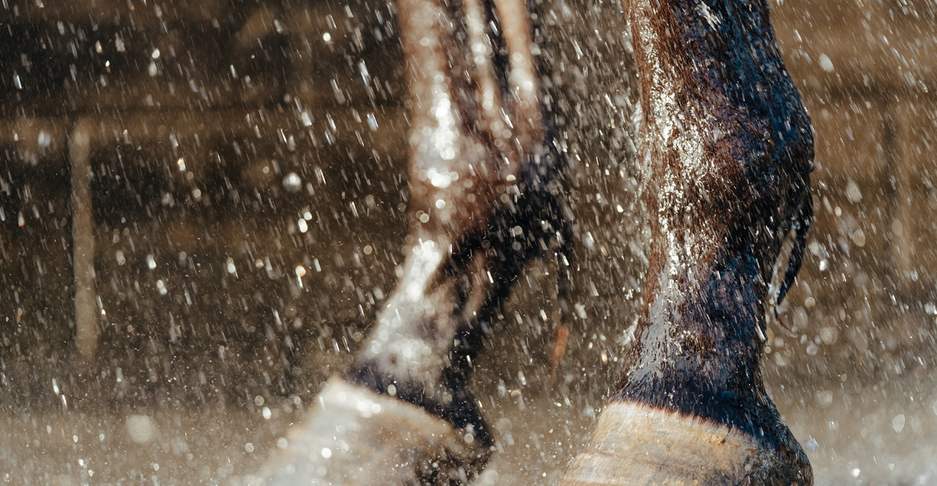 Fetlock Joint Arthritis in Horses