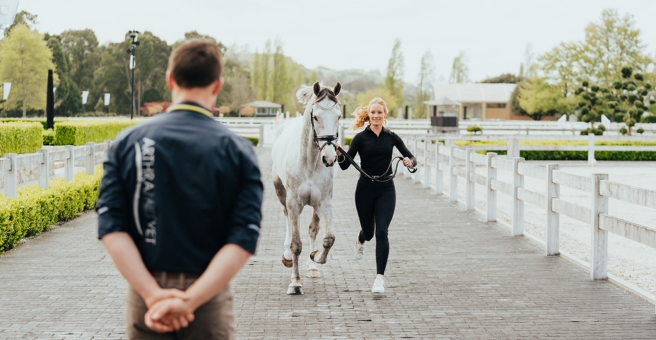 Navigating lameness in performance horses