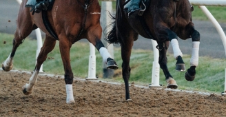 joint issues in racehorses